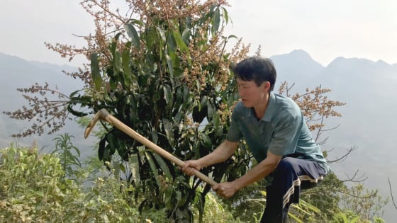 Đất cằn 'nở hoa, kết trái' nhờ Báo Dân Việt