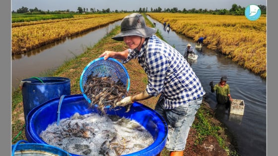 Nuôi tôm, cua, cá trong ruộng lúa, vừa có nhiều tiền, vừa thân thiện với môi trường, doanh nghiệp thu mua hết