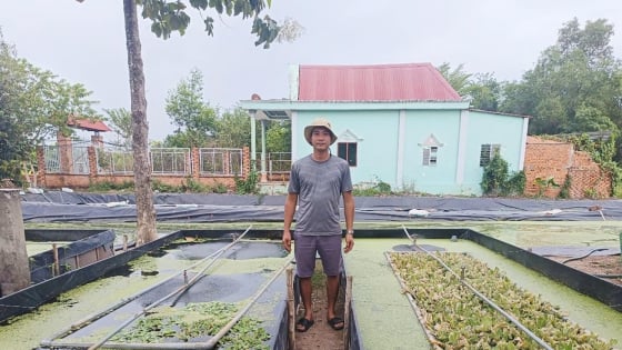 Con đặc sản hiền như cục đất, ham ăn đồ rẻ tiền, nuôi thành công ở Bình Phước, một nông dân lãi 1,4 tỷ