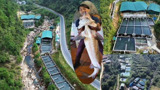 Được đối tác nước ngoài đặt mua loại cá 'tàu ngầm' với giá 100 triệu đồng/con, vì sao một nông dân ở Lào Cai chưa dám 'chốt đơn'?