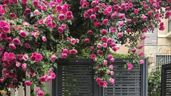 Muốn lãng mạn, cây cảnh quyến rũ này sẽ mang lại cả bầu trời tình yêu, tuyệt đối 'điện ảnh'