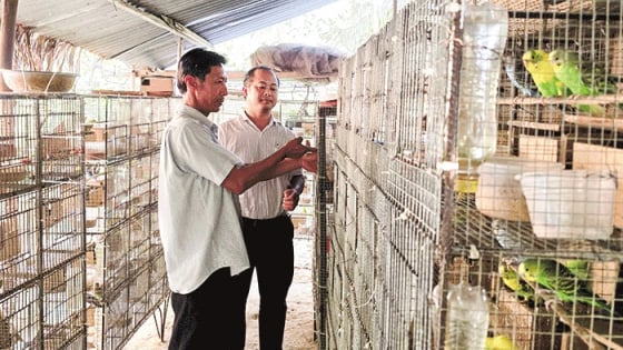  Có 36 thứ chim, sao ở Bến Tre dân mê nuôi chim bé xinh, dáng đẹp, tiếng kêu hay này?