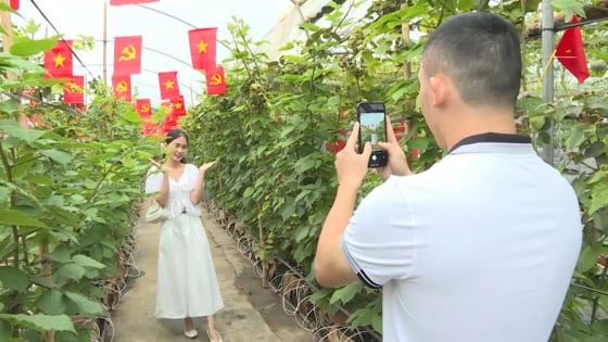 Hái quả, chụp ảnh và tận hưởng hương vị tươi ngon nơi vùng đất '4 mùa hoa trái' 