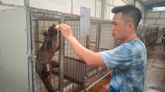 Trai Hà Nội nuôi cầy hương, con động vật hoang dã theo cách 'đặc biệt' này, mỗi năm thu hàng trăm triệu đồng