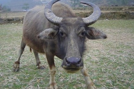 'Trâu điên' xông vào nhà húc 3 người cùng một gia đình bị thương tích nặng