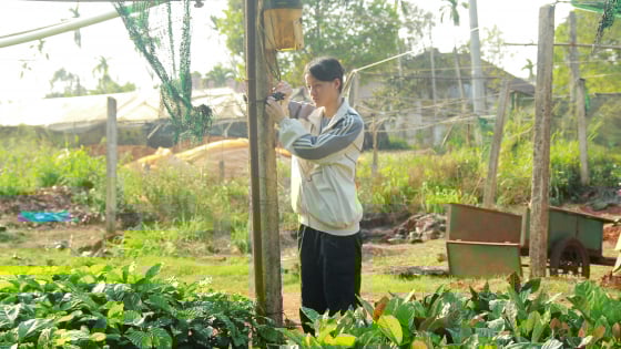 Học sinh Đắk Lắk đưa trí tuệ nhân vào vườn cà phê, chế tạo máy tách vỏ sầu riêng