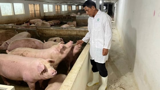 Từ năm 2025, chăn nuôi gia súc quy mô lớn có phải lập báo cáo đánh giá tác động môi trường không?