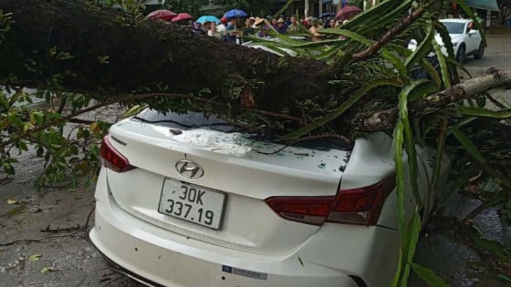 Kinh hãi cây đa trăm tuổi ở Hòa Bình bật gốc đè bẹp ô tô, 4 người thoát nạn trong gang tấc