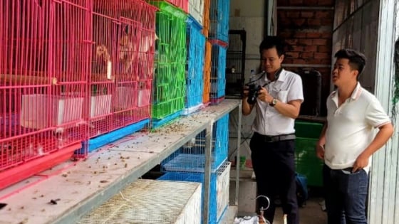 Loại chim to hơn viên kẹo, đã hót hay lại còn đột biến, anh nông dân Tiền Giang nuôi thành công, bán 5-7 triệu/con