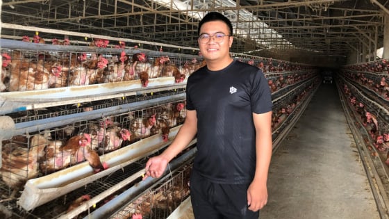 Cầm bằng đại học về quê nuôi gà, đẻ trứng cản đâu có kịp, một tỷ phú Lâm Đồng thu 300 triệu/tháng