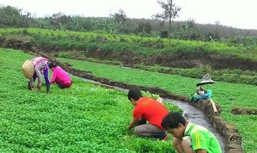 Sáp nhập Quảng Bình, Quảng Trị, tỉnh sau hợp nhất có một làng trồng rau đặc sản từ nước giếng cổ Champa chảy tràn quanh năm