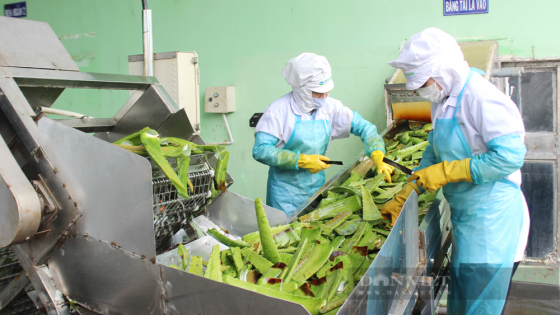 Loại cây được coi là 'vua giải nhiệt', trồng bạt ngàn ở Ninh Thuận đang bán tới tấp, doanh nghiệp thu mua chế biến xuất khẩu đi 20 nước