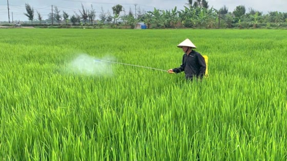  Gần 1.000 ha lúa bị các loài sâu phá hoại, Ninh Bình triển khai các giải pháp nào giúp nông dân?