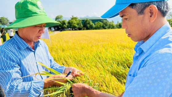 Nông dân Bình Thuận đi học trồng lúa, vùng đất miền núi khô cằn thành vựa lúa nổi tiếng, nghèo dần xa, khá giả dần đến