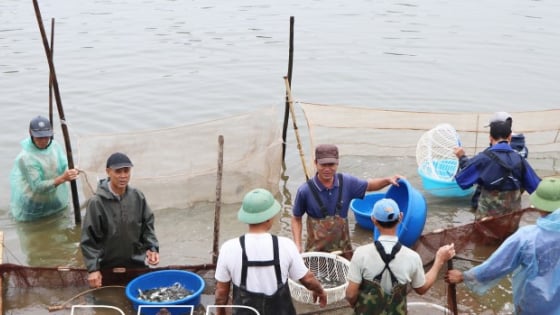 Sáp nhập, hợp nhất thành công, một xã ở Thái Bình đang nuôi cá khỏe, tôm ngon, ra ngõ đụng triệu phú