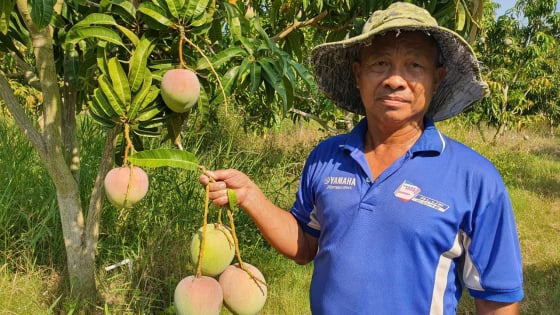 Đã vào vụ thu hoạch mà vẫn còn hàng tấn xoài neo trên cây, lý do gì mà nông dân Khánh Hòa chưa buồn hái? 