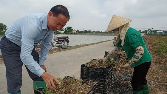 Hải Phòng, Hải Dương sáp nhập, một tỷ phú nông dân trồng hoa 'đón cơ hội vàng, cả làng cùng khá giả'