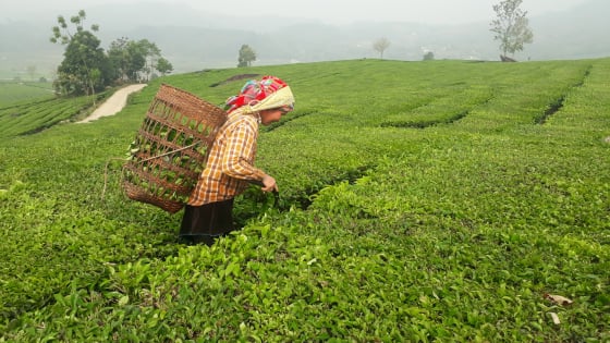 Đây chính là thứ cây trồng đều tăm tắp đang giúp nông dân một huyện của Lai Châu 'tống' nghèo khó, 'đón' khá giả 