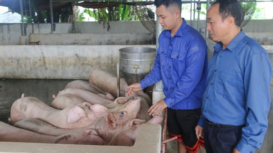 Đây là các mô hình chăn nuôi hiệu quả ở miền núi tỉnh Phú Thọ cho thu nhập tốt hơn, giảm nghèo bền vững