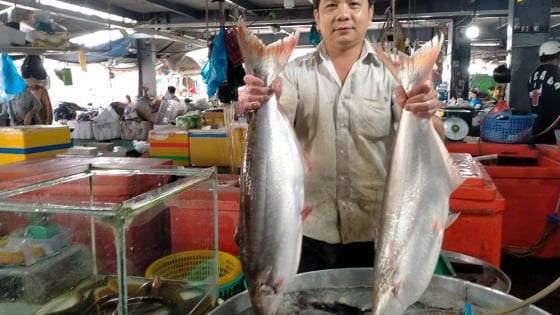 Cá đặc sản ở An Giang xưa bắt dễ như ăn kẹo, nay nuôi to bự thế này, thương lái tự đến 'khuân đi hết'