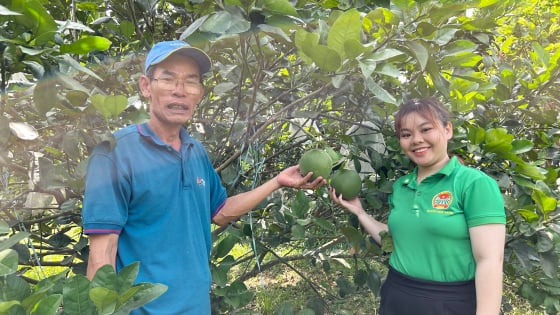 Đà Nẵng: Hội Nông dân Hòa Ninh phát triển kinh tế vườn, nâng cao thu nhập cho hội viên