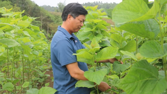 Trồng dâu nuôi tằm, chăn nuôi gia súc, nông dân xã vùng cao của tỉnh Lào Cai ngày càng no ấm, nông thôn tươi đẹp