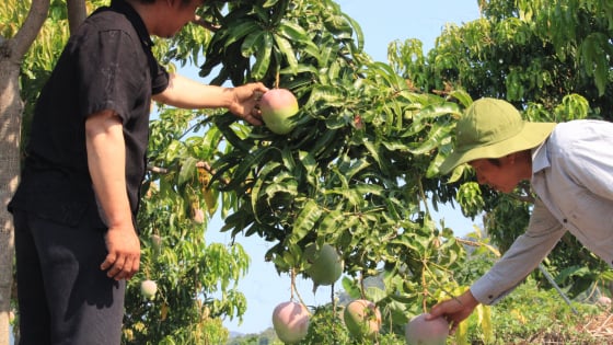 Khánh Hòa: Có vốn đầu tư từ Quỹ Hỗ trợ nông dân, nông dân Cam Lâm yên tâm mở rộng mô hình trồng cây ăn quả