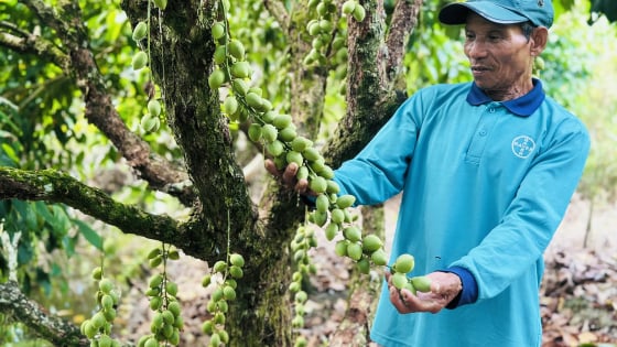Thứ cây lạ lùng ở Kiên Giang, ra trái ngon quá trời, cản đâu có kịp, dân trúng mùa, bán giá hời