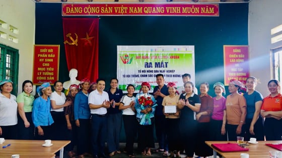 Tổ hội chè sạch Phú Nhuận, bước đi chiến lược nâng tầm đặc sản Lào Cai