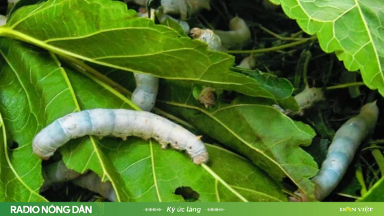 Nghề nuôi tằm quê tôi