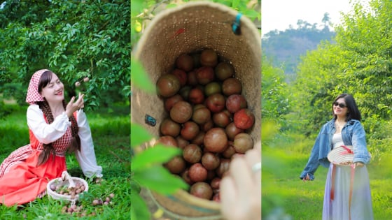Mới đầu mùa, nhiều vườn mận ở Mộc Châu đã hết quả 