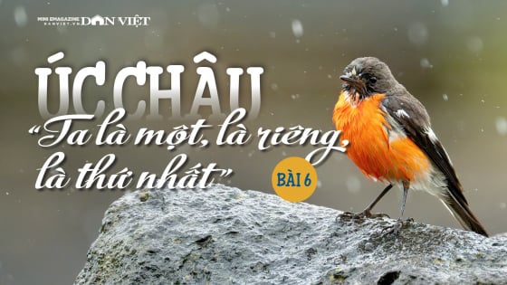 Úc châu, “Ta là một, là riêng, là thứ nhất”: “Sân khấu tạp kỹ” của những gã phong tình (Bài 6)
