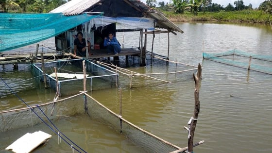 Nuôi thứ cá gì to bự dưới ao, ông nông dân Cà Mau hễ bắt lên thương lái 'bế đi' hết?