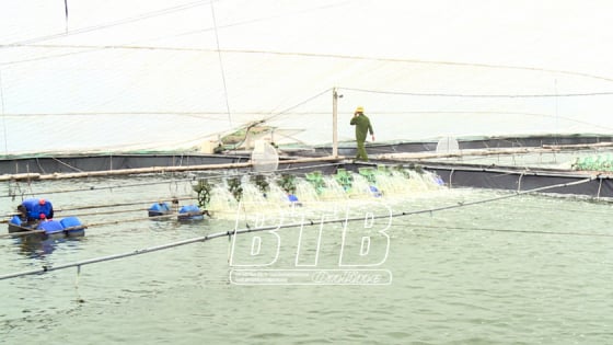 Nơi này ở Thái Bình dân nuôi tôm kiểu gì mà lãi khủng, cứ 1ha thu 2-3 tỷ/vụ?
