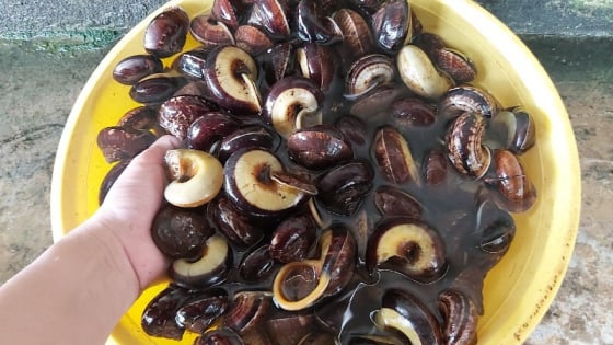 Lạ lắm luôn, con đặc sản mang tên ốc mà lại ở trên cạn, vô rừng Thanh Hóa tìm bắt, bán hút hàng