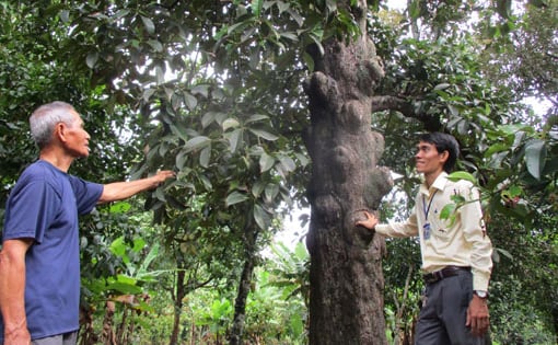 Sáp nhập tỉnh Bình Dương, Bà Rịa-Vũng Tàu, TP HCM có một nơi la liệt cây cổ thụ 'đẻ' quả đặc sản, vua nhà Nguyễn gọi là 'giáng châu tử'