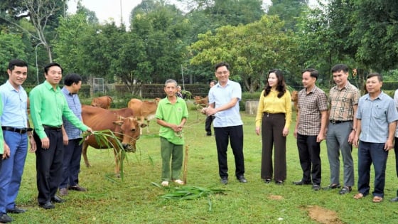 Hỗ trợ bò giống, giúp cách nuôi là một cách giúp nông dân nghèo làm ra đồng tiền, có của ăn của để