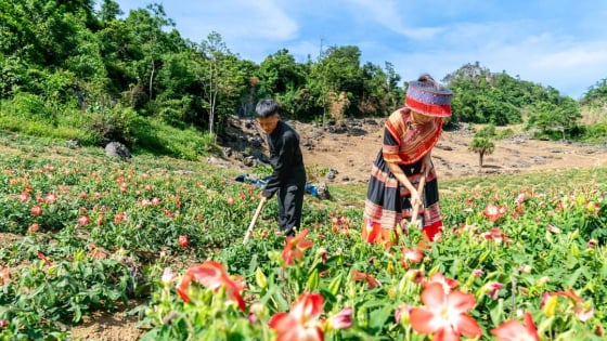 Thái Nguyên: Huyện Đồng Hỷ giảm mạnh tỷ lệ hộ nghèo, nhiều mô hình kinh tế giúp dân đổi đời