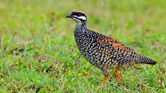 Trên rừng 36 thứ chim, ở Lào Cai có thứ chim gáy 'bắt tép kho cà' suốt 5 tháng trời, 'rung lắc' cả tuổi thơ