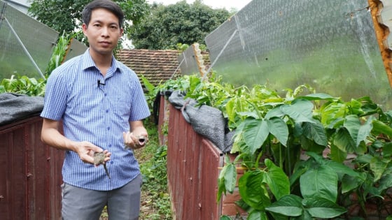 Con động vật hoang dã đứt đuôi tự mọc lại, ngủ li bì 6 tháng liền, nuôi thành công ở Thái Nguyên, bán 800.000 đồng/cặp