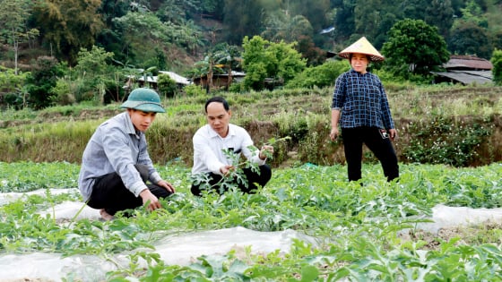 Một ông Trưởng thôn ở Hà Giang mày mò trồng dưa hấu, cây ra la liệt quả ngọt, bán giá cao, nhiều người học theo