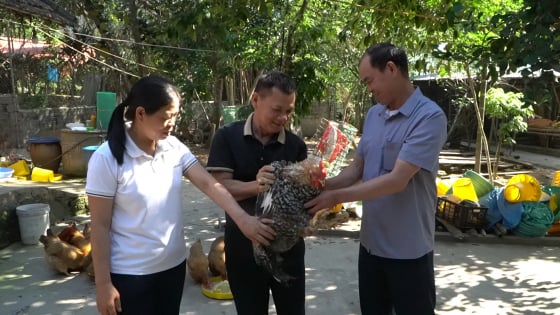 Nuôi gà kiểu lạ, dân nơi này ở Quảng Ninh bán đắt tiền, hộ nghèo giảm, hộ khá giàu tăng