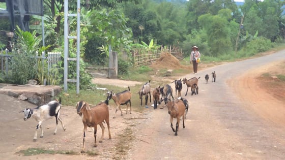 Biến đồi rừng thành 'trang trại sống', nông dân vùng cao Hòa Bình thoát nghèo, có thu nhập khá 
