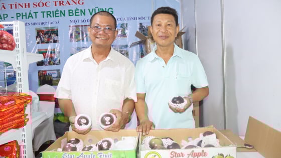 Xuất khẩu thứ quả đặc sản sang Mỹ, một HTX ở Sóc Trăng thu lợi nhuận cao, xã viên thoát nghèo nhanh
