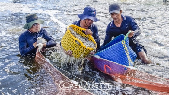 Kiểu nuôi tôm của nông dân Cà Mau không cần thay nước, cho tôm ăn chuối, gừng, ở chung với rong, bắt lên hàng tấn toàn con to khỏe