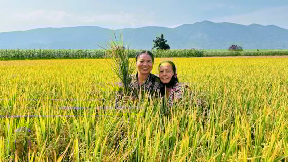 Đây là các 'cánh đồng không dấu chân' ở Bình Thuận, dân trồng lúa kiểu gì mà mới 'bán không khí' đã ra tiền?