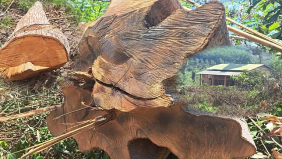 Kon Tum: Chủ tịch huyện chỉ đạo “nóng” làm rõ thông tin phá rừng quy mô lớn 