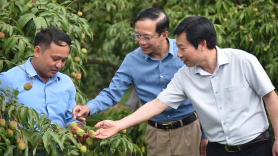 Phó Chủ tịch BCH Trung ương Hội Nông dân Việt Nam ấn tượng giống vải đặc sản ở Quảng Ninh