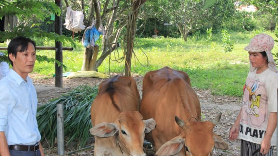 Nuôi bò sinh sản con nào cũng khỏe, trồng cây ăn quả vườn nào cũng đẹp, dân một xã ở Khánh Hòa thoát nghèo, vươn lên khá giả