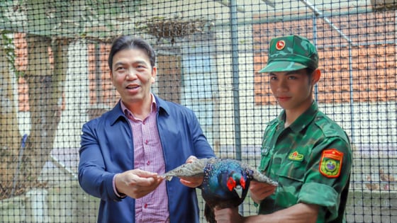 Chim quý hiếm nuôi dễ như nuôi gà ta, đẹp như chim công, cứ nói bán là khối người mua ở Quảng Bình 